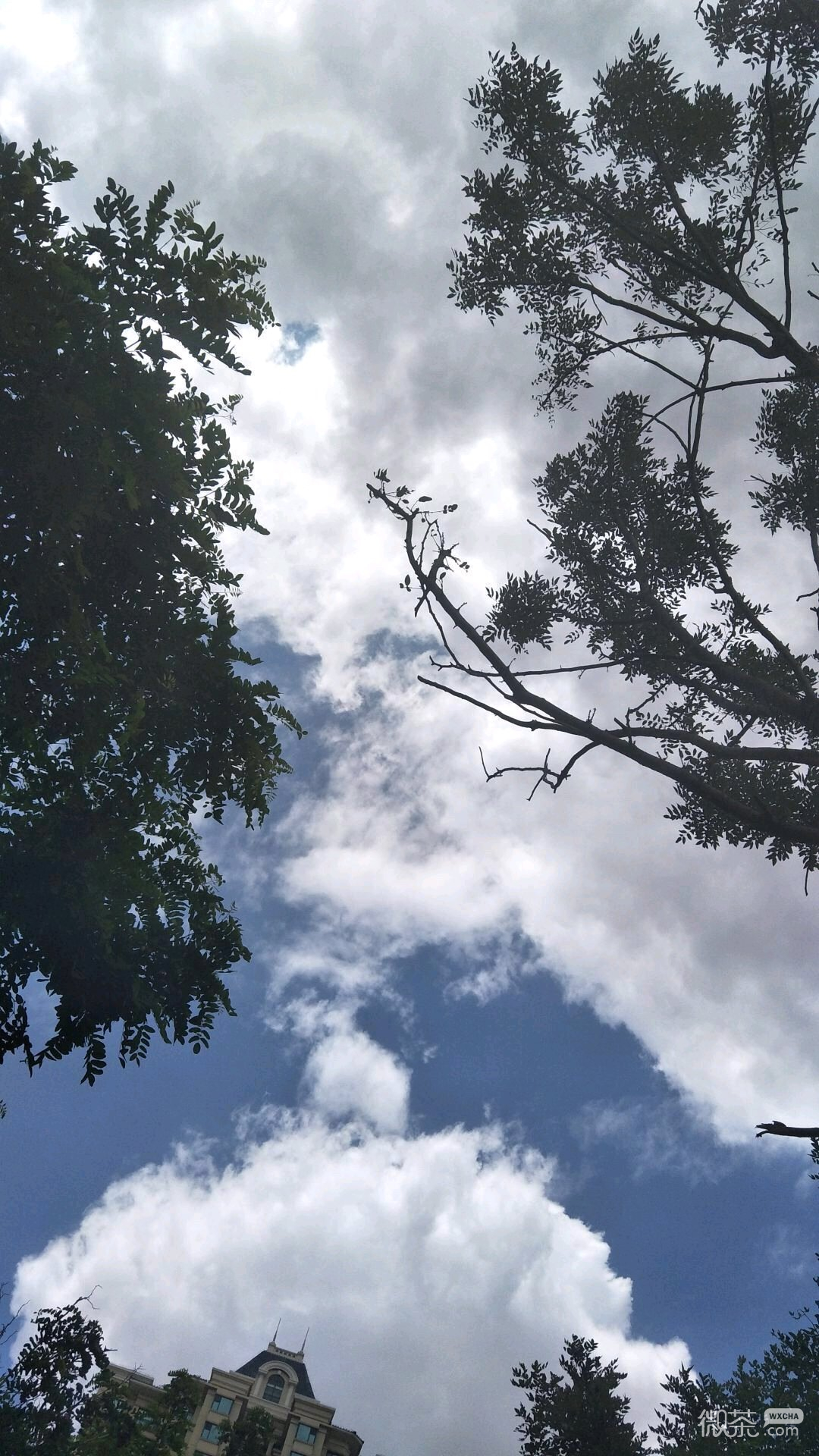 清新简约好看手机壁纸