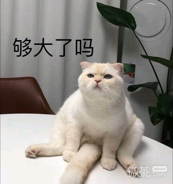 夸我微信傻屌斗图表情包