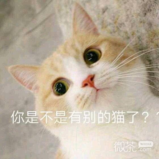 偷笑微信恶搞聊天傻屌斗图表情包