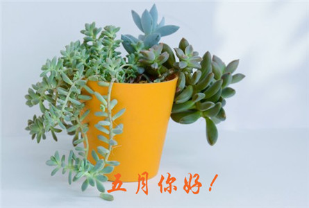 五月你好系列微信唯美意境图片合集下载