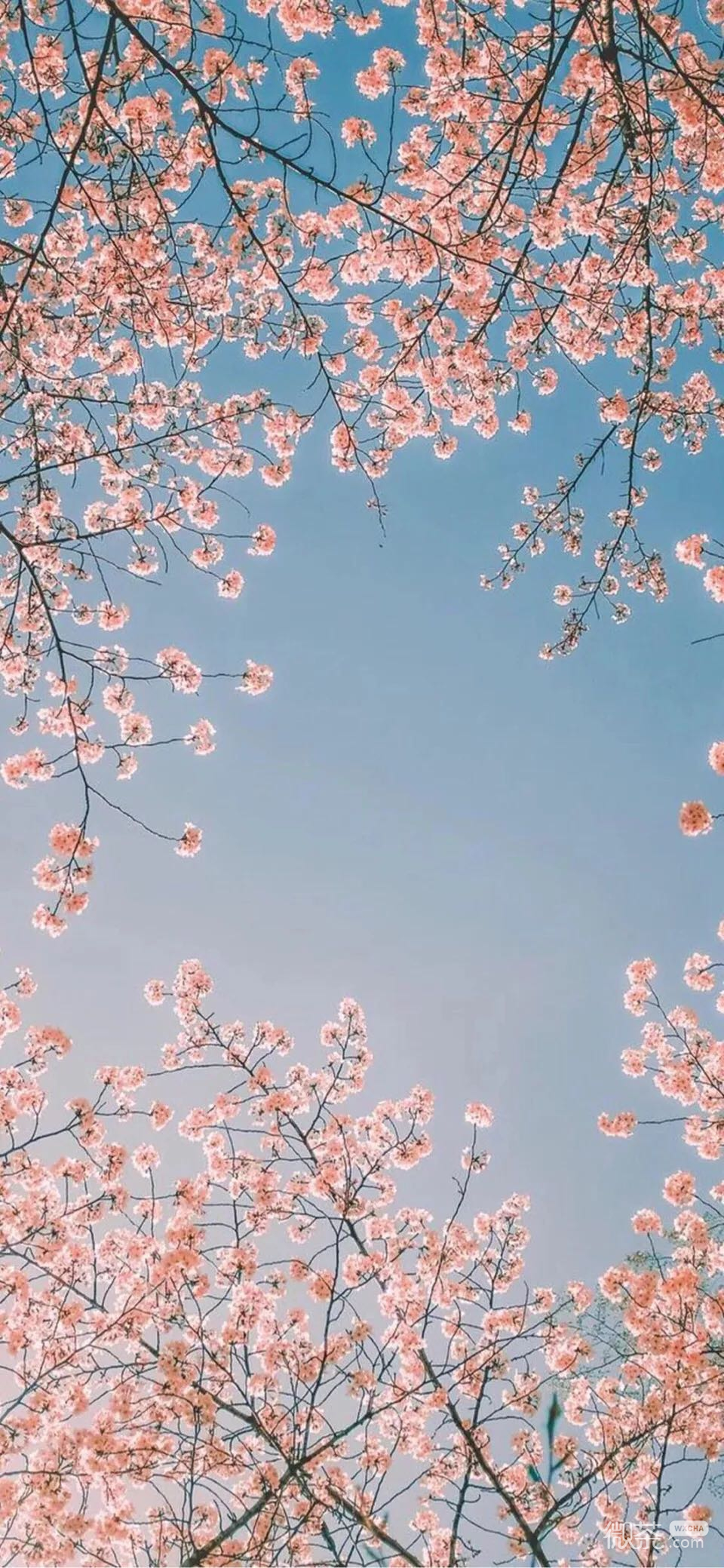 小清新风景静物手机壁纸