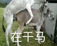 逗比GIF微信斗图表情包