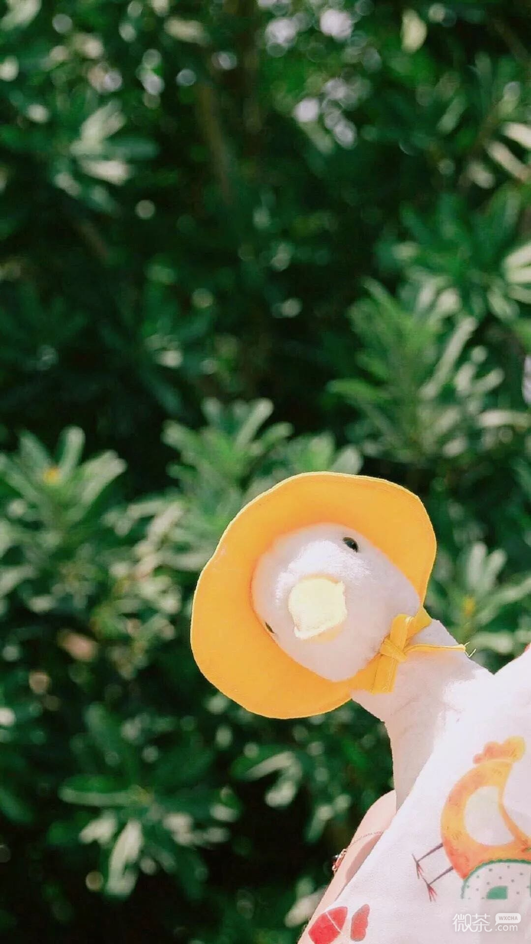 小清新风景静物手机壁纸
