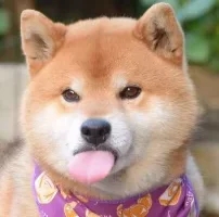 恶搞逗比群聊杂图微信表情包