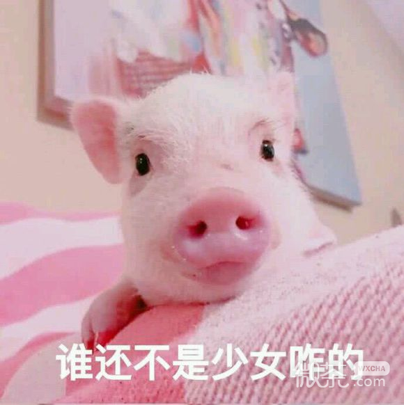 抱我微信恶搞傻屌斗图群表情包