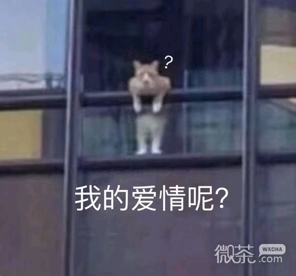 微信杂图斗图表情包