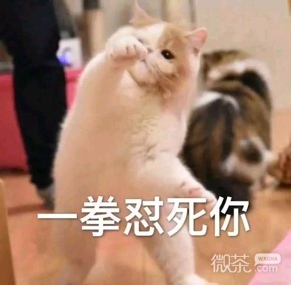 微信可爱杂图斗图表情包