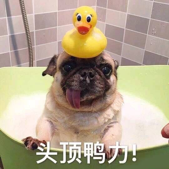 群聊可爱杂图斗图表情包