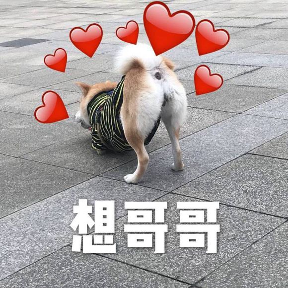 群聊可爱杂图斗图表情包