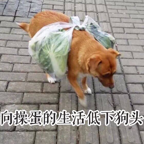 群聊可爱杂图斗图表情包