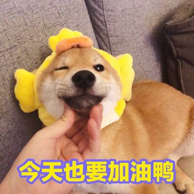 群聊可爱杂图斗图表情包