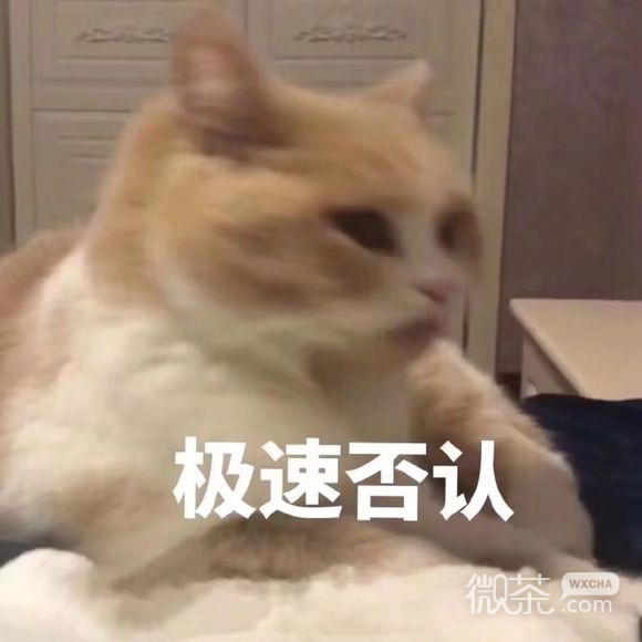 群聊可爱杂图斗图表情包