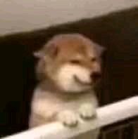 自闭了微信恶搞傻屌斗图表情包