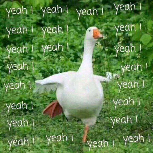 微信近期斗图恶搞表情包2019/5/18