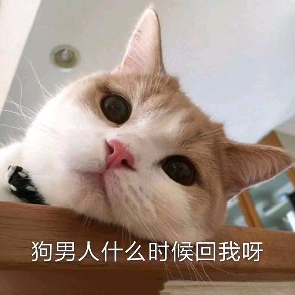 微信近期斗图恶搞表情包2019/5/18