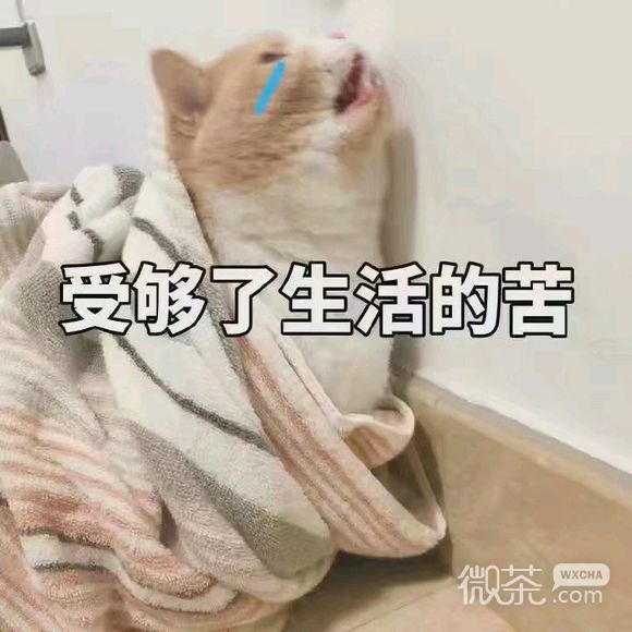 下次聊微信恶搞群聊斗图表情包