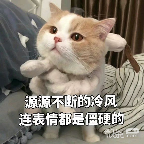 下次聊微信恶搞群聊斗图表情包