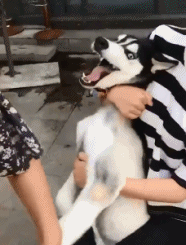 微信爆笑动图表情包