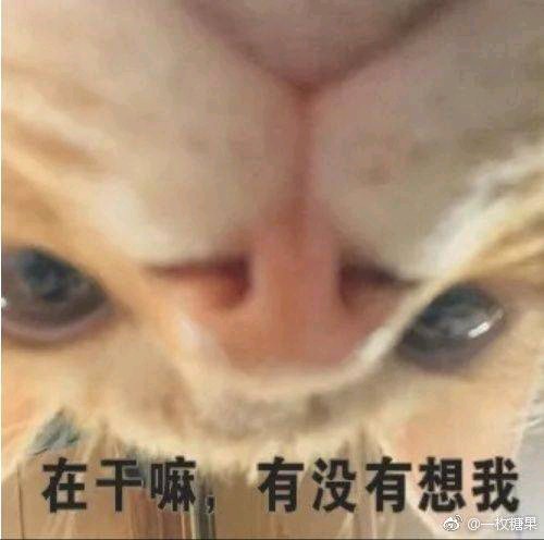 微信近期斗图恶搞表情包2019/5/27(二)