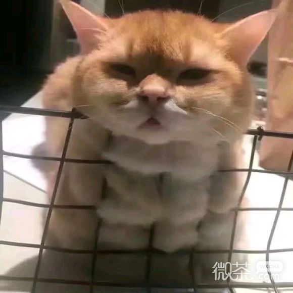 噘嘴微信恶搞调皮恶搞斗图表情包