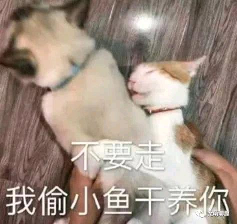 微信近期斗图恶搞表情包2019/5/27(二)