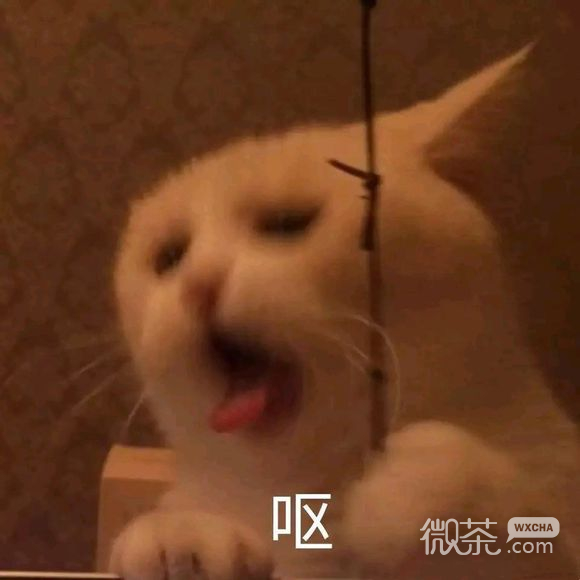 微信近期斗图恶搞表情包2019/5/28（二）