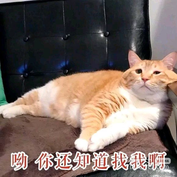 可爱调皮喵星人表情包