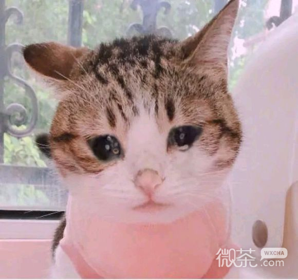 可爱调皮喵星人表情包