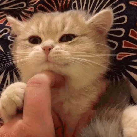 可爱调皮喵星人表情包