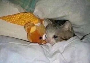 可爱调皮喵星人表情包