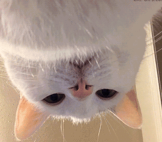 可爱调皮喵星人表情包