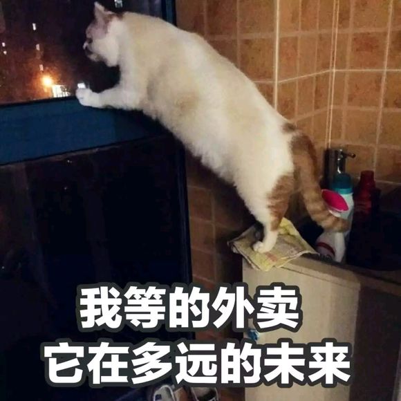 可爱调皮喵星人表情包