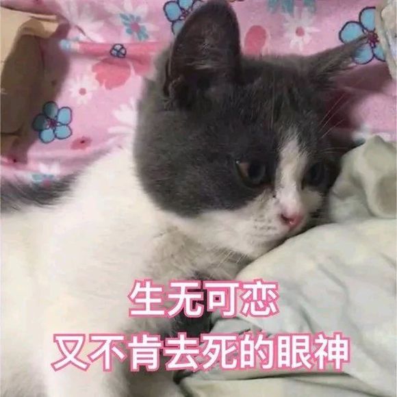 可爱调皮喵星人表情包