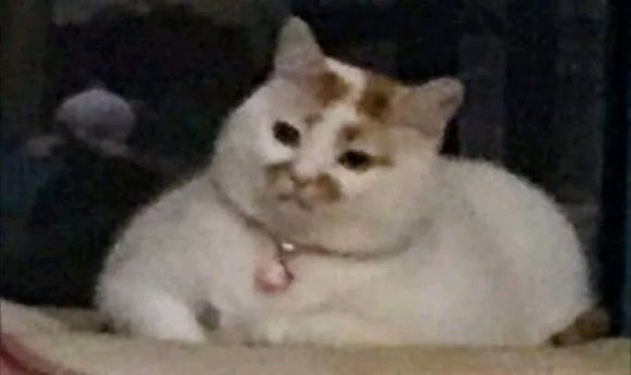 可爱调皮喵星人表情包