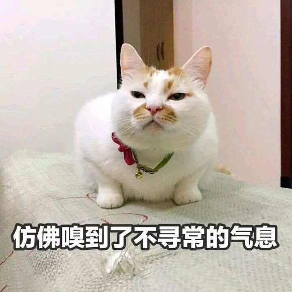 可爱调皮喵星人表情包