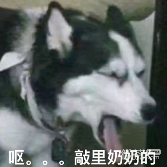 微信近期斗图恶搞表情包2019/5/28（二）