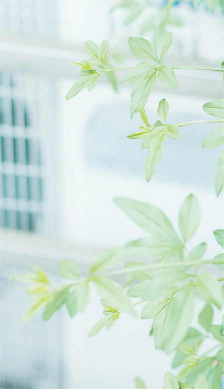 唯美自然小清新风格的微信聊天背景图片下载
