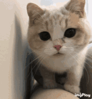 可爱调皮喵星人表情包