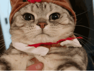 可爱调皮喵星人表情包