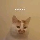 可爱调皮喵星人表情包