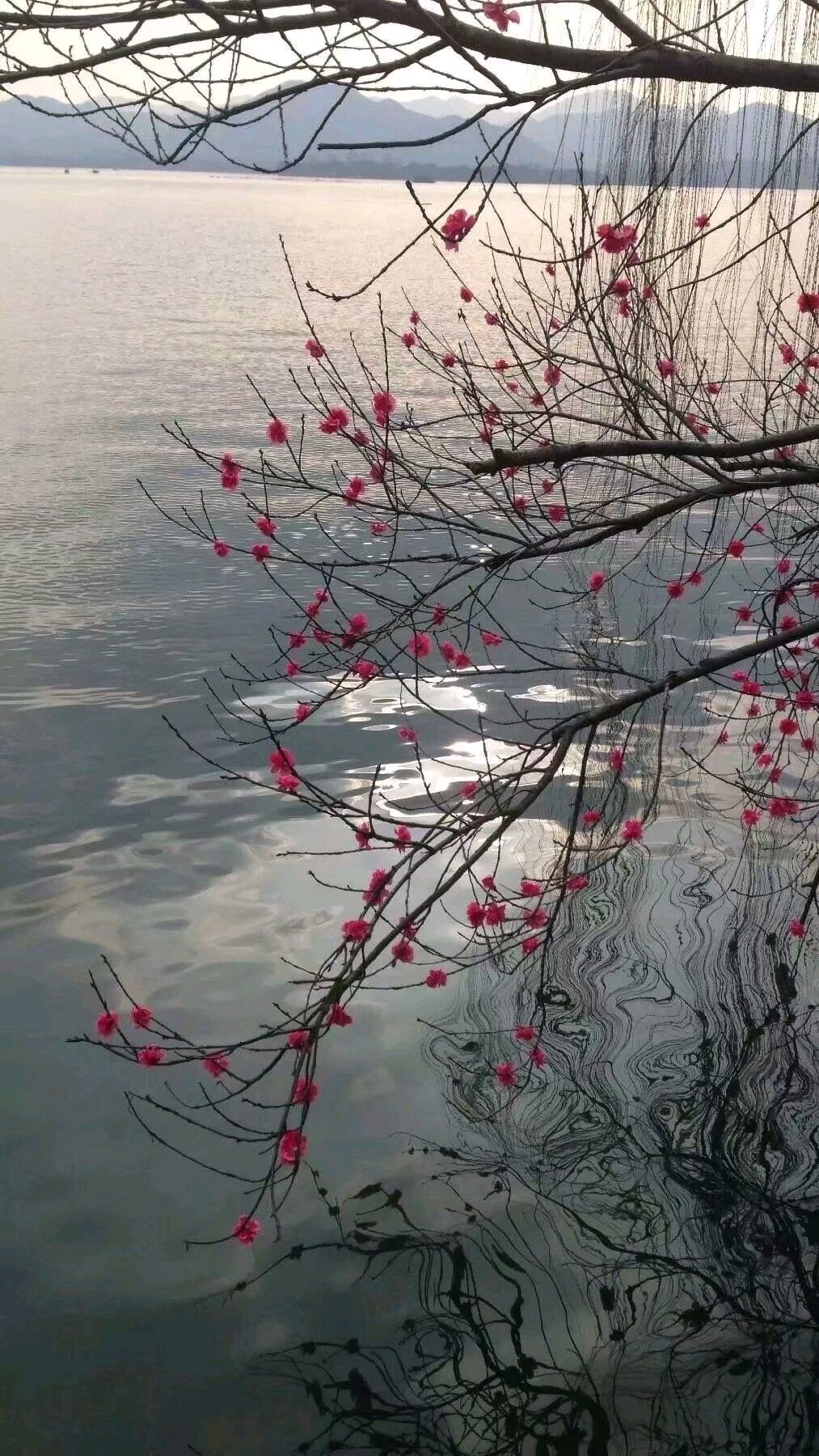 风景静物简约手机壁纸