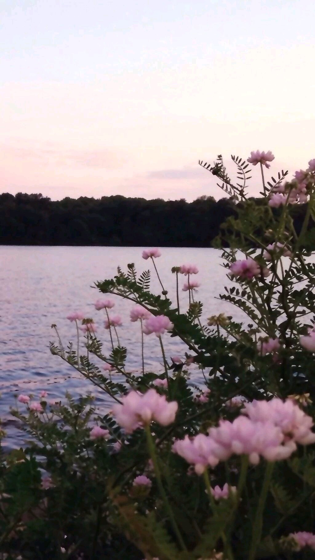 风景静物简约手机壁纸