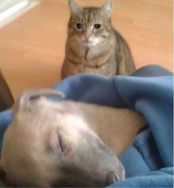 可爱调皮喵星人表情包