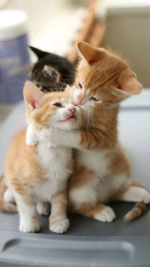 可爱调皮喵星人表情包