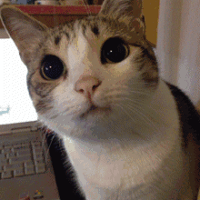 可爱调皮喵星人表情包