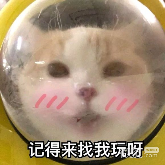 可爱调皮喵星人表情包