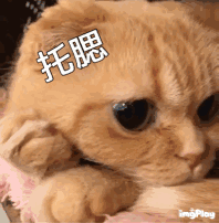 可爱调皮喵星人表情包