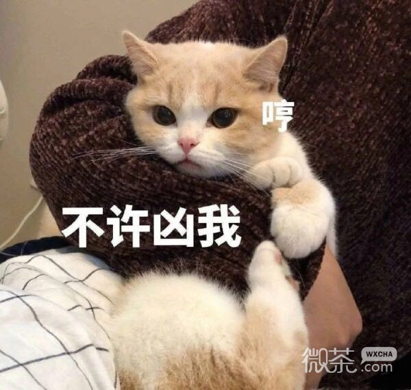 呵呵微信恶搞傻屌群聊杂图斗图表情包