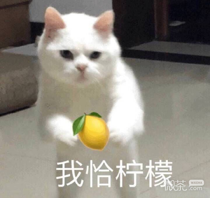 呵呵微信恶搞傻屌群聊杂图斗图表情包