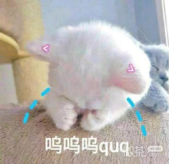 别得意你也是微信恶搞傻屌群聊斗图表情包
